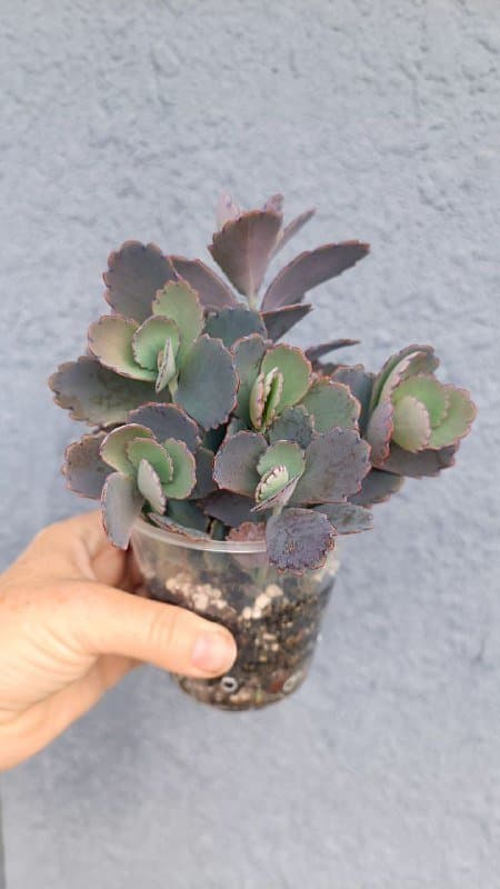 Каланхоэ Федченко, Каланхоэ Бехарское, композиция суккулентов