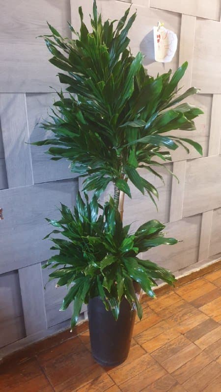 Драцена, Филодендрон, Хеппи лив, Диффенбахия, Аглаонема, Нолина, Сциндапсус, Монстера, Марбл квин, Сансевиерия