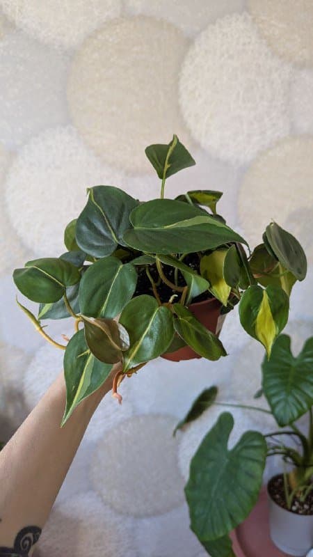 Эпипремнум неон, Эпипремнум золотистый, Филодендрон бразил 3