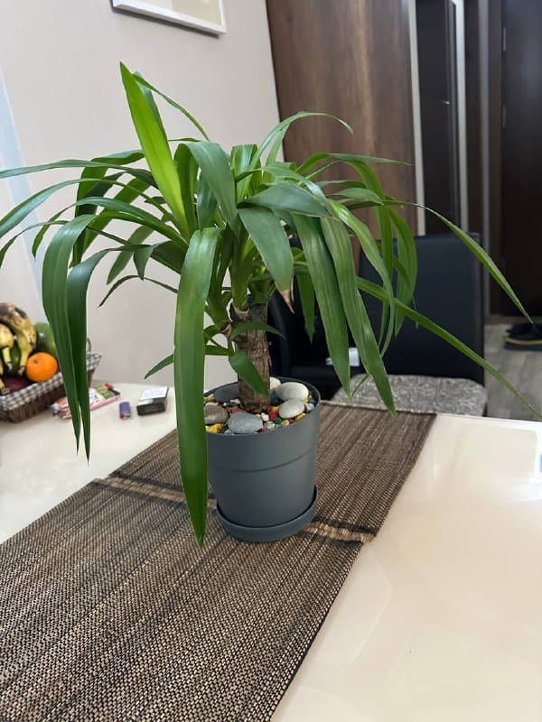 Комнатное растение в горшке