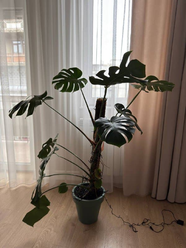 Цветок монстера 130 см