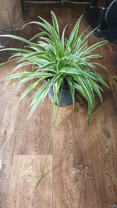 Хлорофитум, Сансевиерия 2