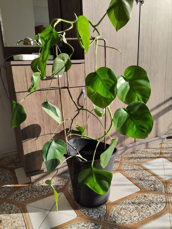 растение в горшке