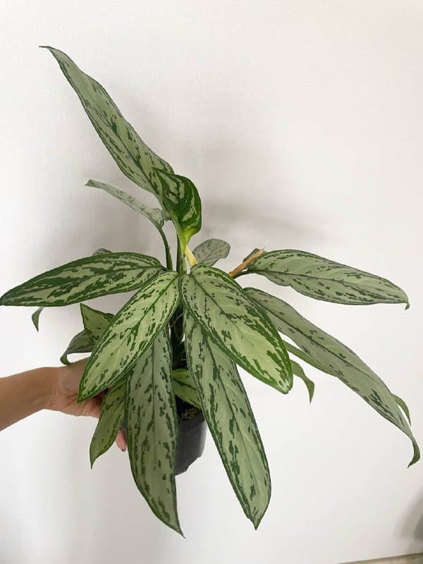 Монстера, Аглаонема Сильвер Квин, Монстера манки, Алоказия 3