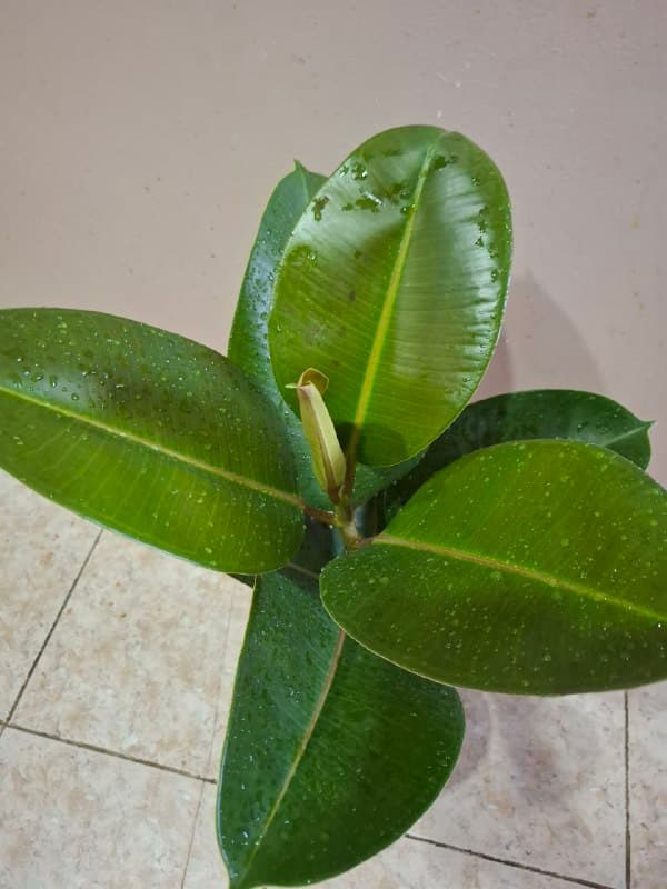 Фикус крупнолистный, переромия, оттона, шеффлера, традесканция, сингониумы