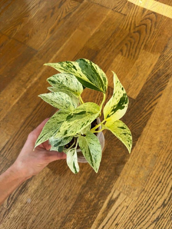 Комнатные растения 5