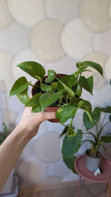 Эпипремнум неон, Эпипремнум золотистый, Филодендрон бразил 2