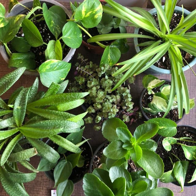 Хлорофитум, Сциндапсус, Каланхое, Каллизия, Ледебурия цветы в горшках