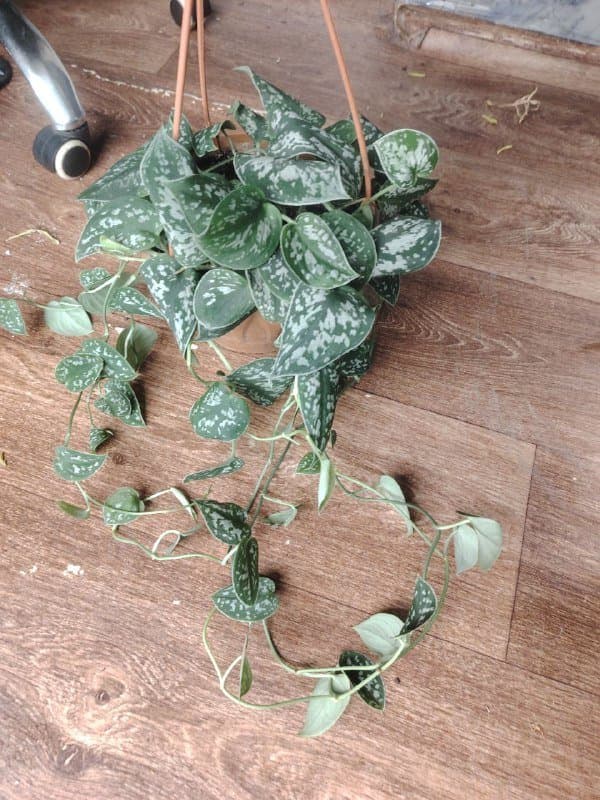 Сциндапсус, Эпипремнум марбл квин, Филодендрон неон