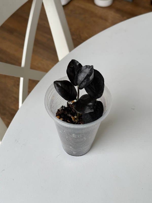 Излишки комнатных растений 5