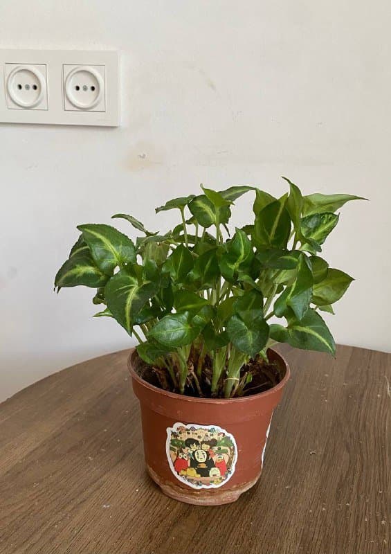 комнатные растения в горшках 3