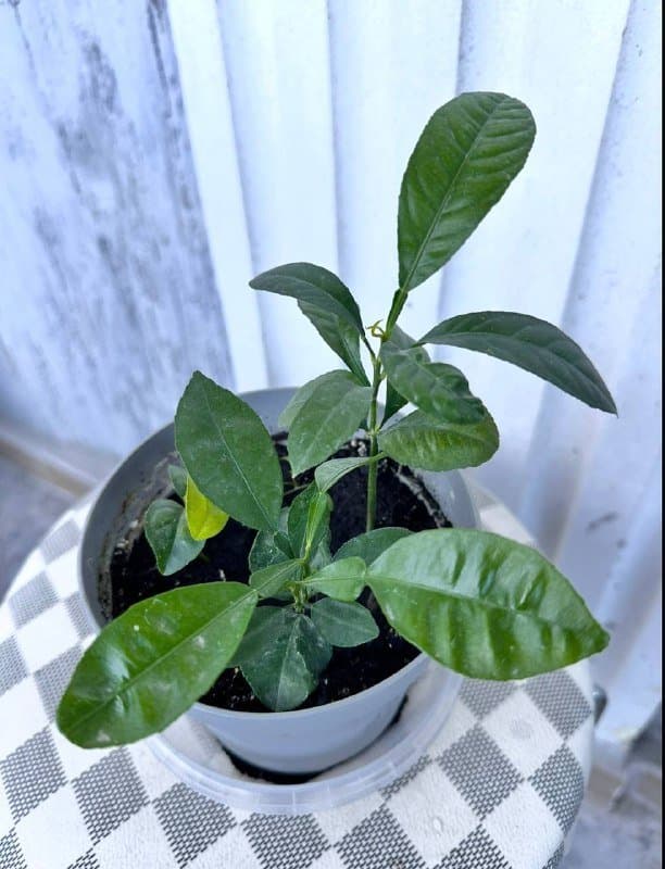 Комнатные растения традесканция зебрина, кофе арабика, цитрусы, авокадо, цикламены, азалия, хризантемы 7