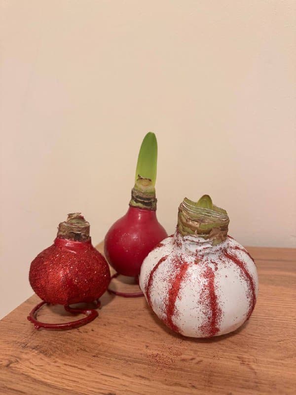 Луковицы амариллиса в воске белая и красные 2