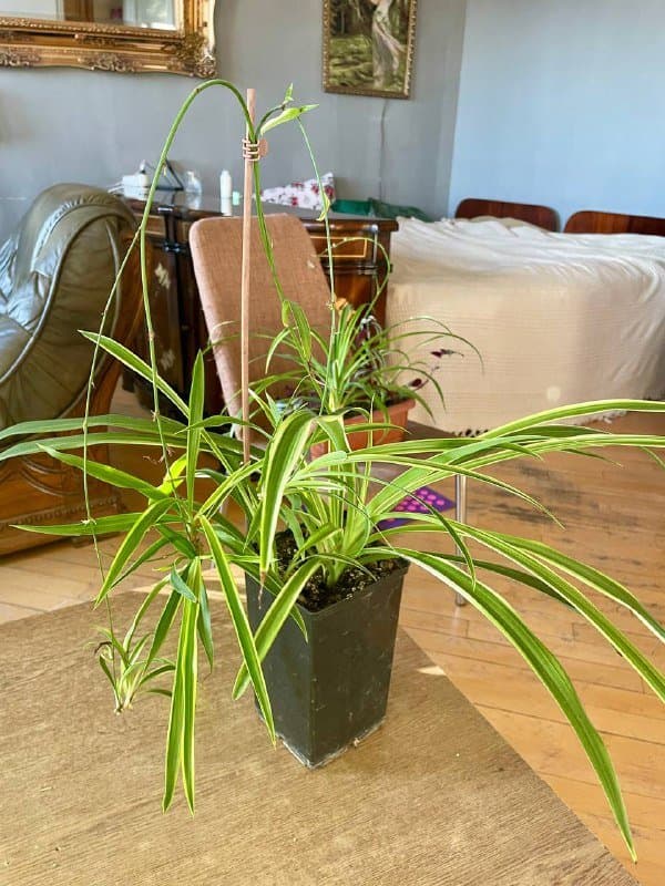 Хлорофитум мелкий, крупный, Лимонное дерево ростки 6