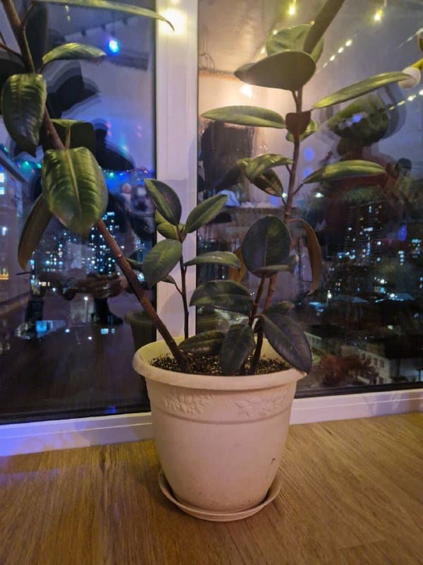 Фикус-эластика высотой 90 см 2