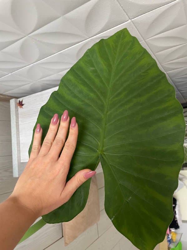 Монстера, Аглаонема Сильвер Квин, Монстера манки, Алоказия 7