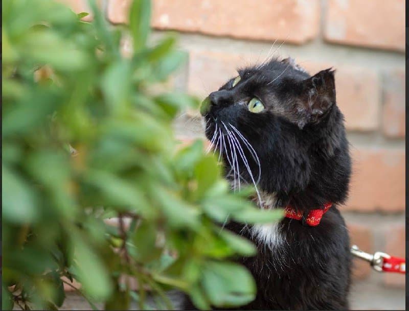 Черно-белая кошечка 3-4 года для дома или передержки 2