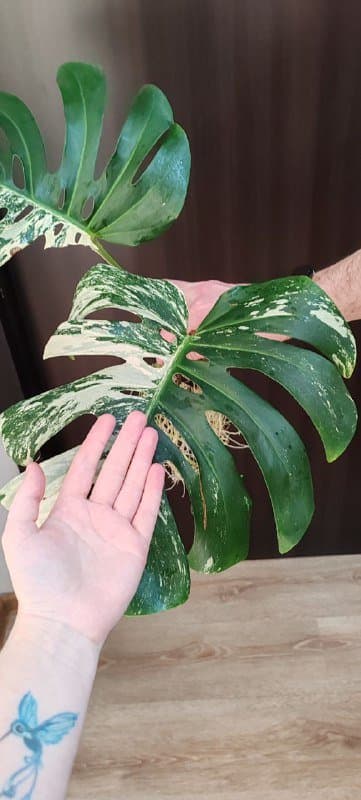 низ от Монстеры Альбы с большими листьями 2