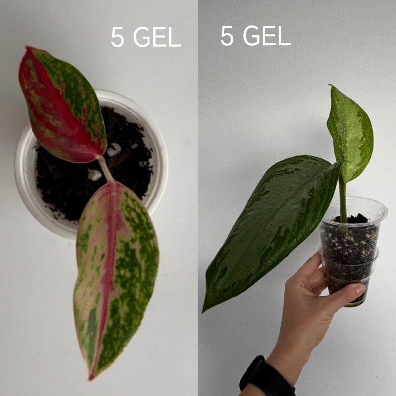 Комнатные растения от 5 до 15 GEL 5