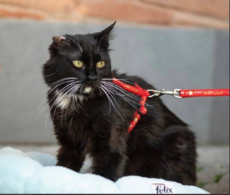 Черно-белая кошечка примерно 3-4 лет в дар 2