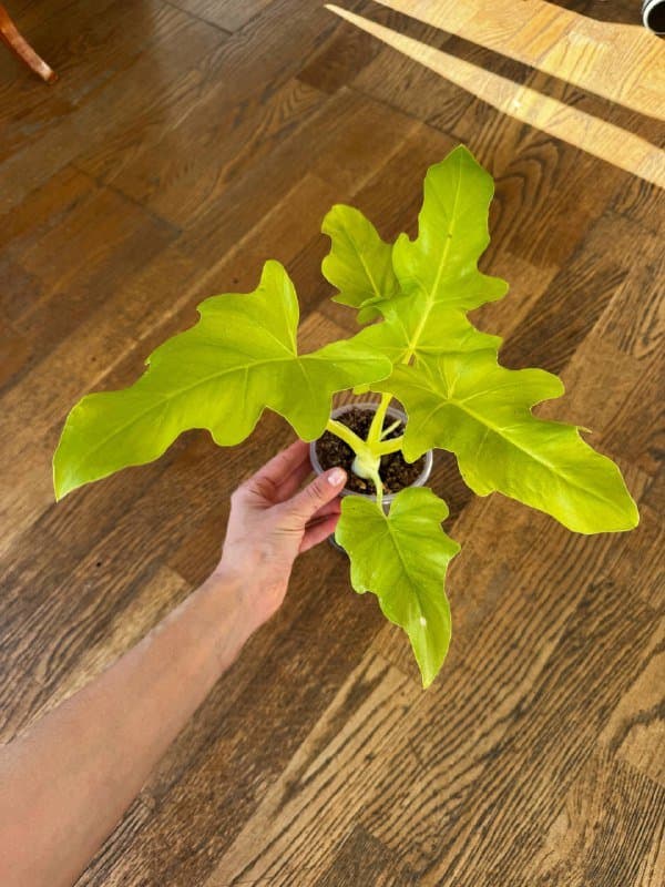 Комнатные растения 4