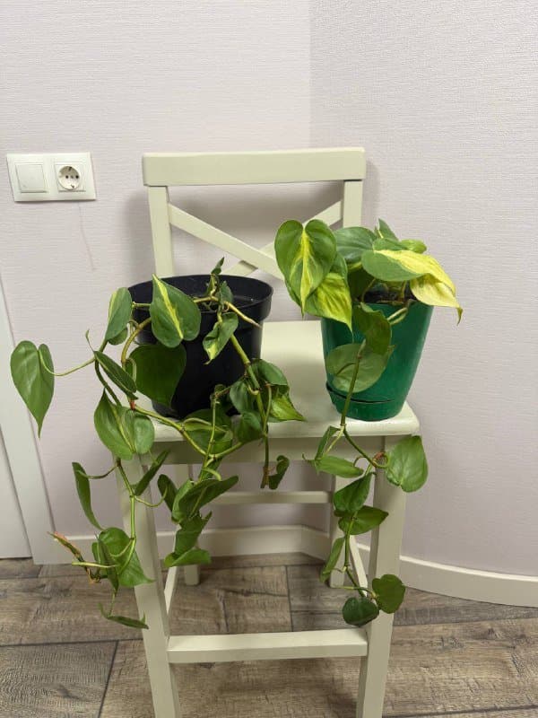 Эпипремнум и Алоказия комнатные растения