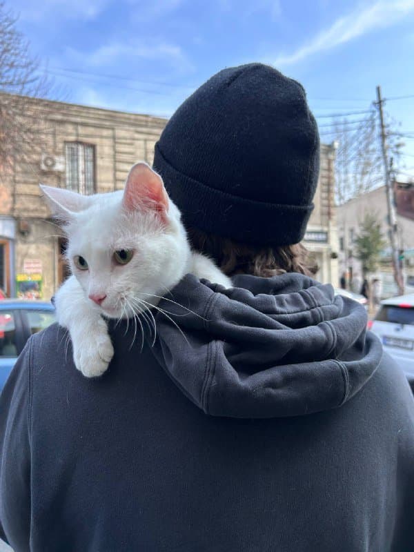 кот Хори ищет дом 3