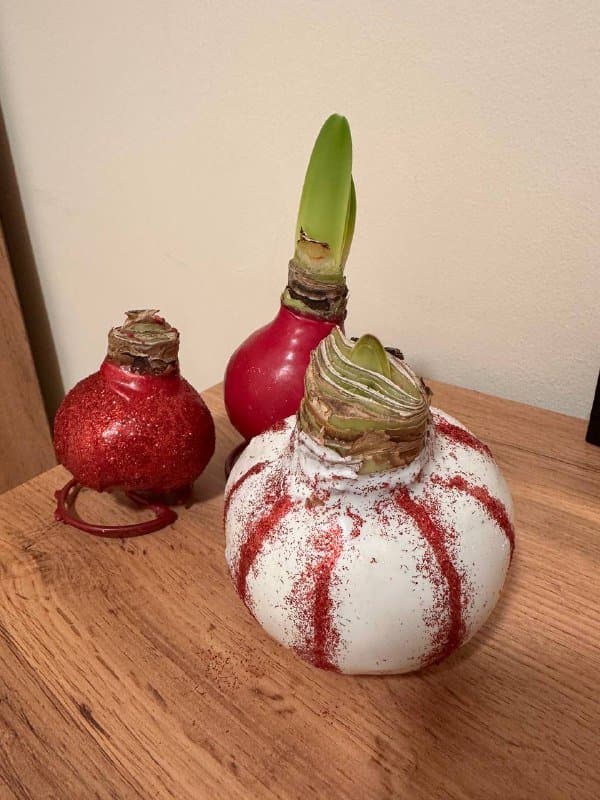 Луковицы амариллиса в воске белая и красные 1