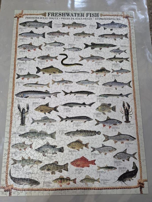 Пазл Eurographics Freshwater fish 1000 элементов