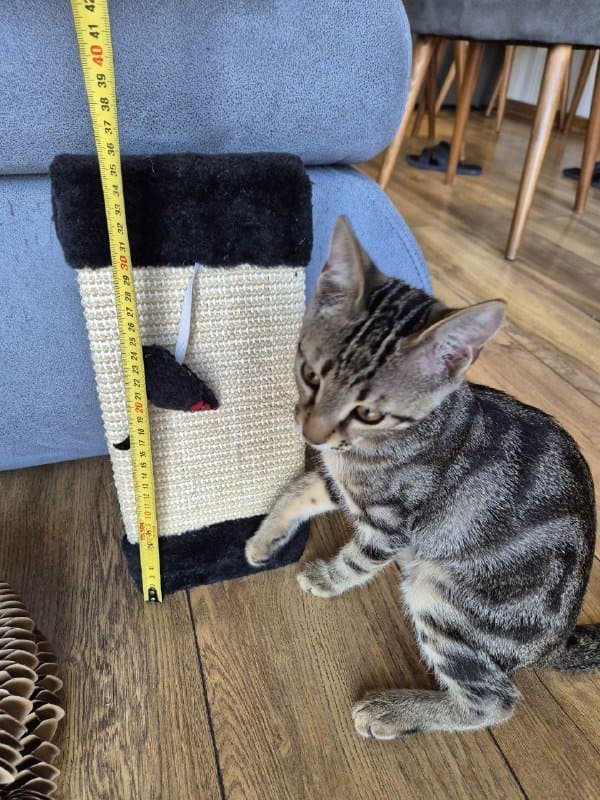 Когтеточка, платье, куртка Lacoste, поло Lacoste, ленты девичник, датчик газа, клавиатура, драцена