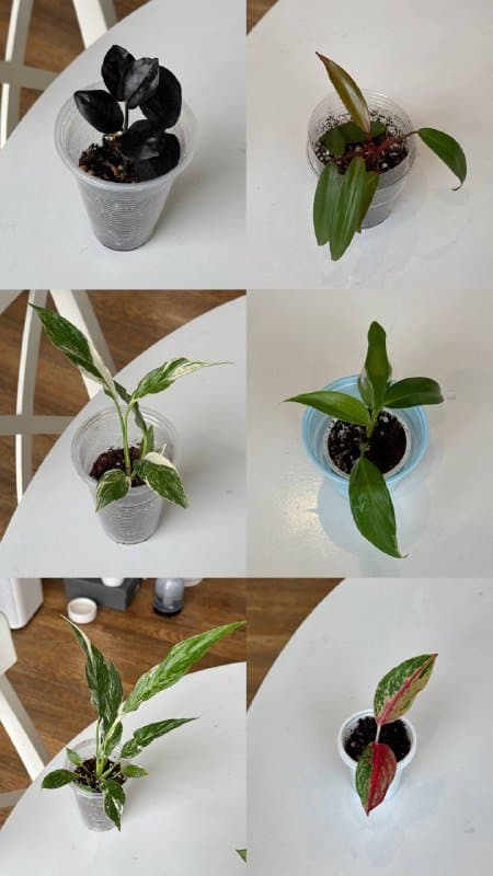 Комнатные растения 3