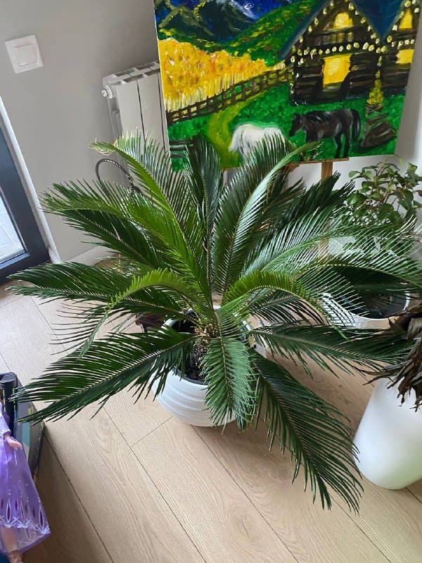 Пальма в горшке