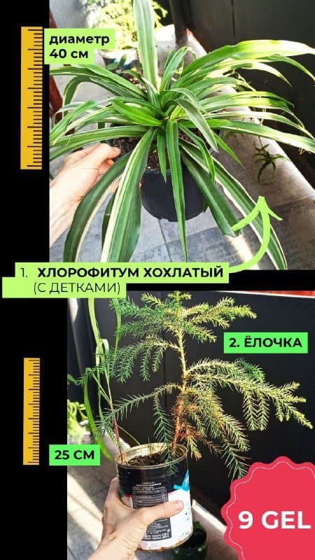 Комнатные растения: хлорофитум, ёлочка, сеткреазия, аптения, бегония, алоэ, денежное дерево