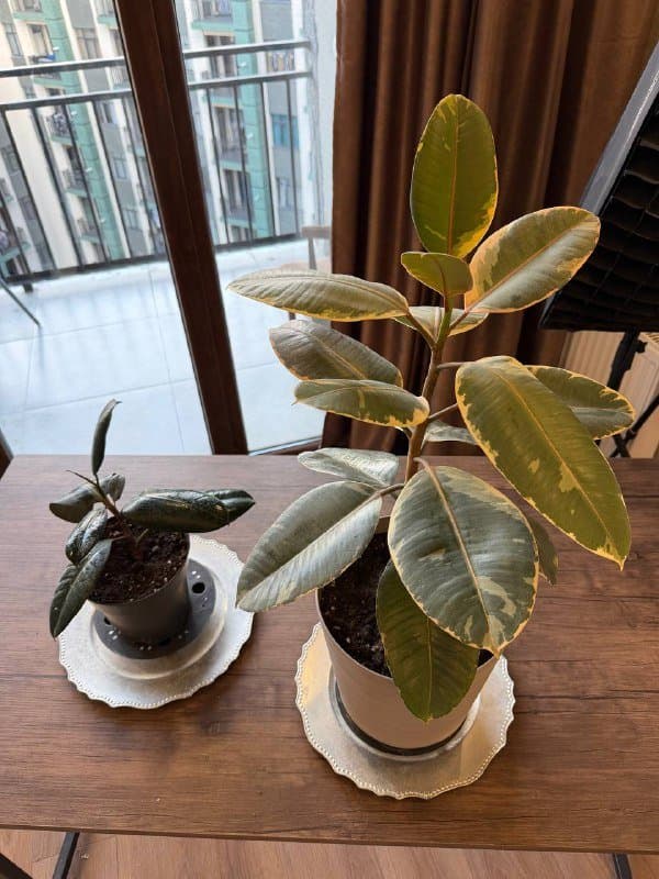 Стол, компьютерный стул, два фикуса с землей 6