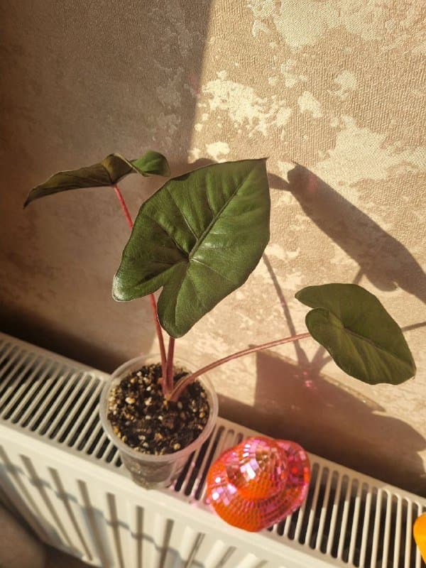 Алоказия Юкатан Принцесс, цветочные горшки пластиковые