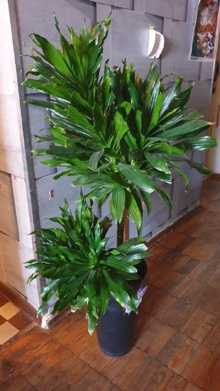 Драцена, Сциндапсус