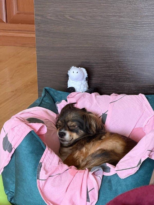 Лежанка для собак Noble Pet Leon 70x50 см 4