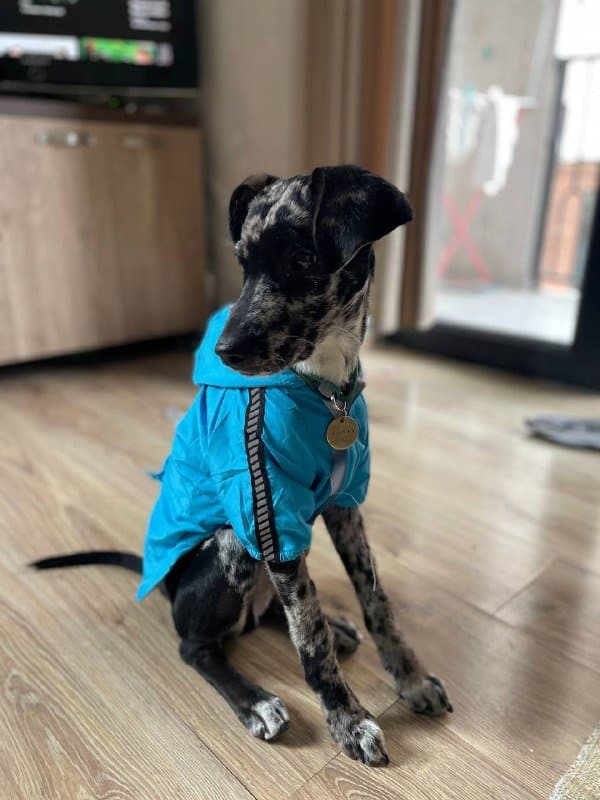 Куртка для собаки, шлейка анатомическая, рулетка xs 3 метра 1