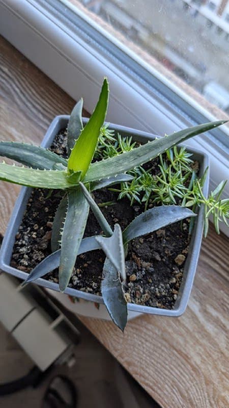 Агава, алоэ, суккулент в горшке 2