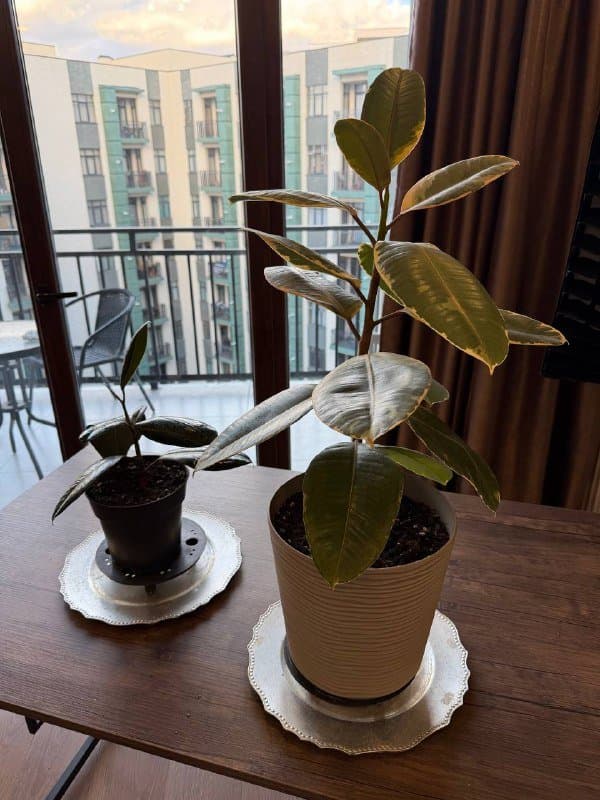 Стол, компьютерный стул, 2 фикуса с землей 5