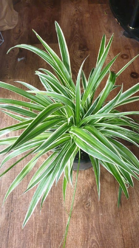 Хлорофитум, Сансевиерия 1