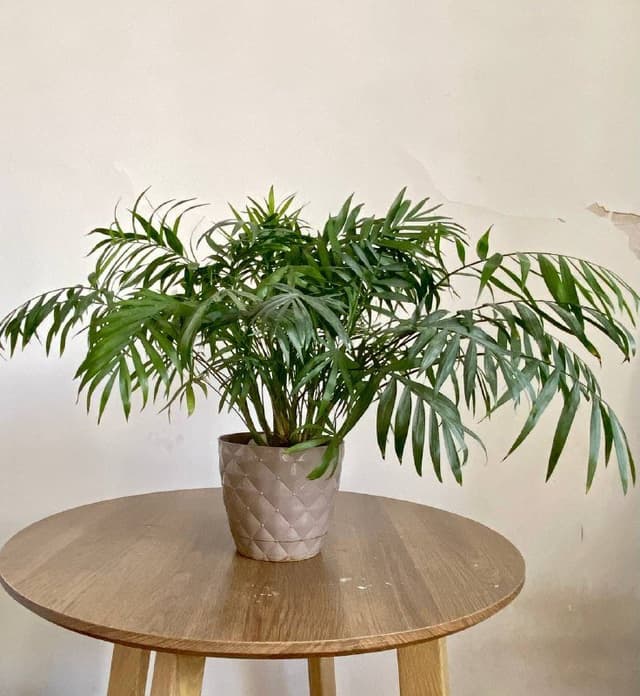 комнатные растения в горшках