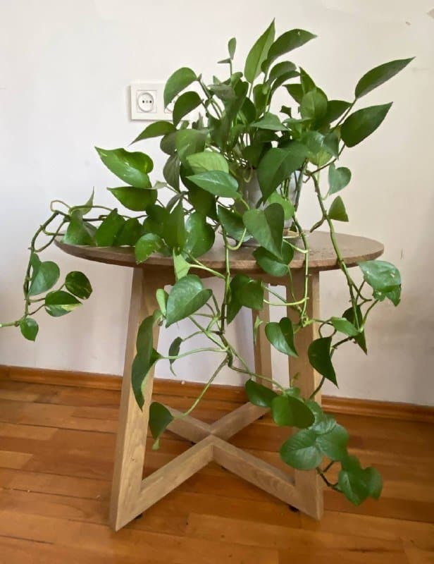 комнатные растения в горшках 2