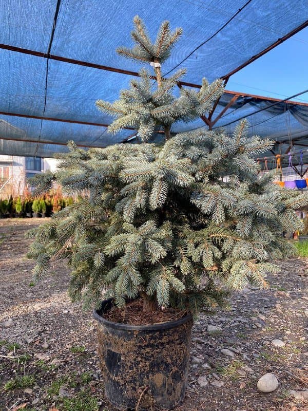 Ёлка пышная 120-130 см