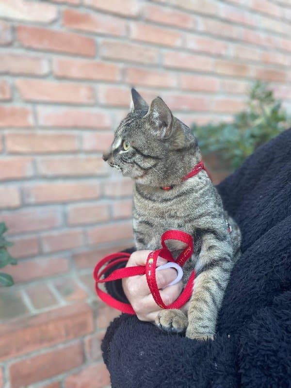 Котик ищет дом, ласковый и дружелюбный кот 2