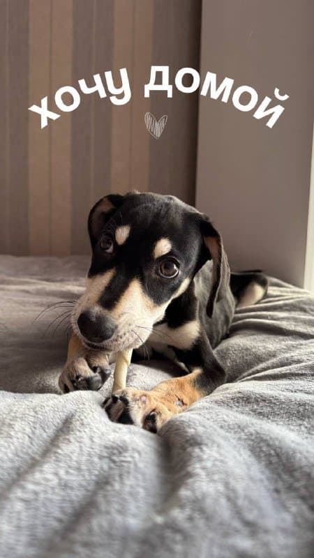 Щенок 4 месяцев ищет дом