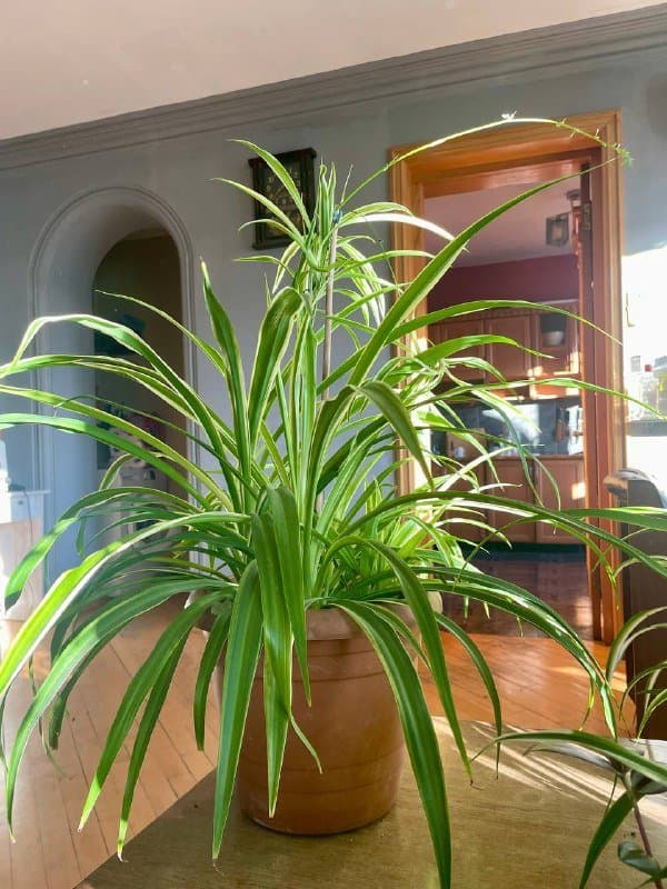 Хлорофитум мелкий, крупный, Лимонное дерево ростки 4