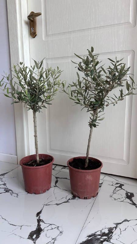 дерево Олива 55 см