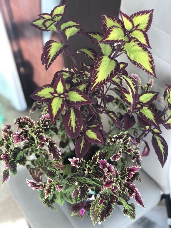 Колеусы и другие комнатные растения