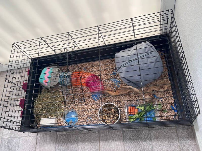 Клетка с аксессуарами и морскими свинками